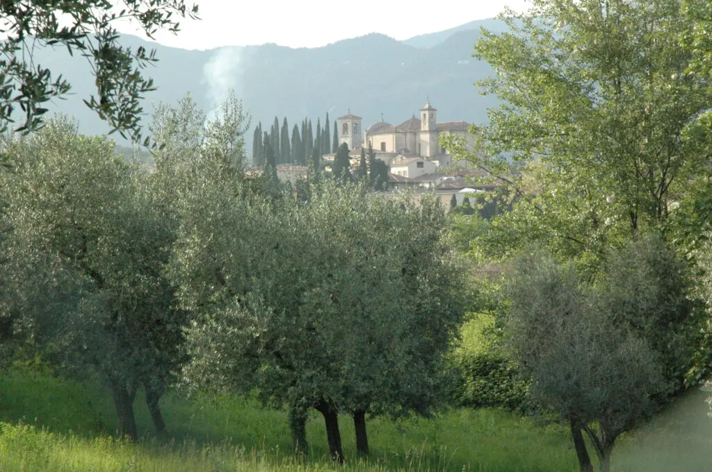 L'Oro Verde del Garda: Guida all'Olio di San Felice - Barchi Resort